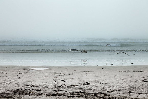 California Wall Fine Art Photo Print Artist Monica Kane Stewart
