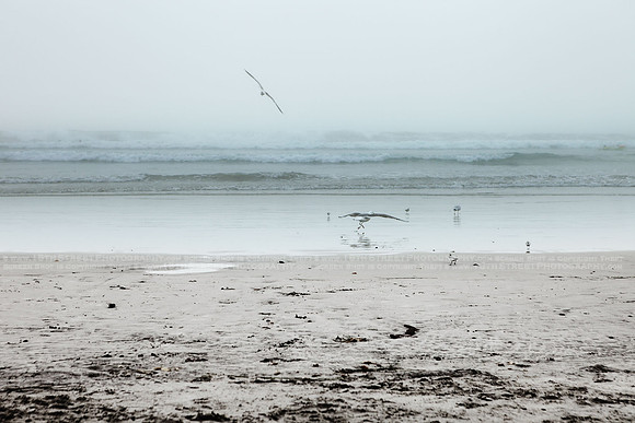 California Wall Fine Art Photo Print Artist Monica Kane Stewart