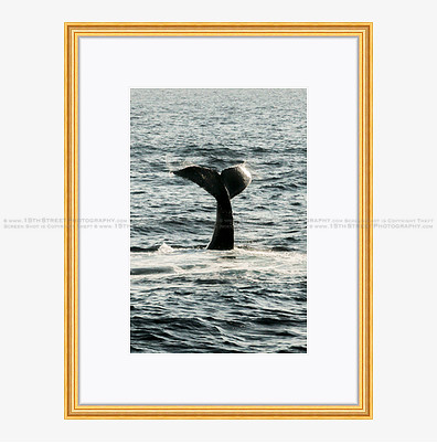 California Wall Fine Art Photo Print Artist Monica Kane Stewart