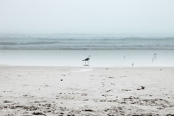 California Wall Fine Art Photo Print Artist Monica Kane Stewart