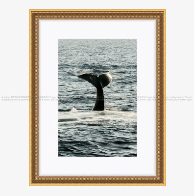 California Wall Fine Art Photo Print Artist Monica Kane Stewart