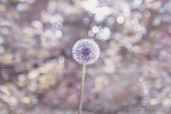 California Wall Fine Art Photo Print Artist Monica Kane Stewart
