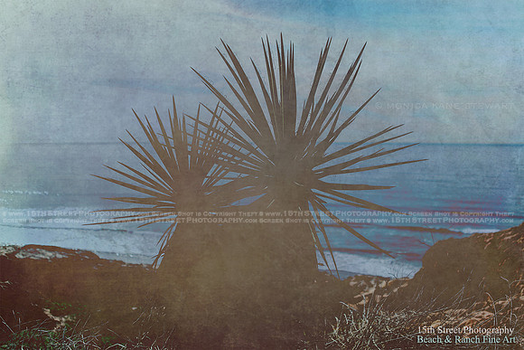 California Wall Fine Art Photo Print Artist Monica Kane Stewart