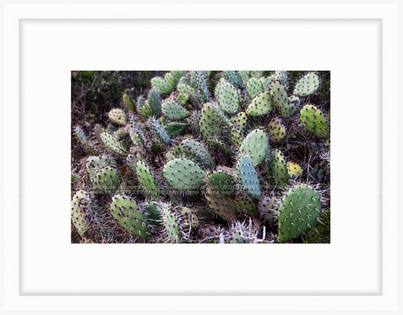 California Wall Fine Art Photo Print Artist Monica Kane Stewart