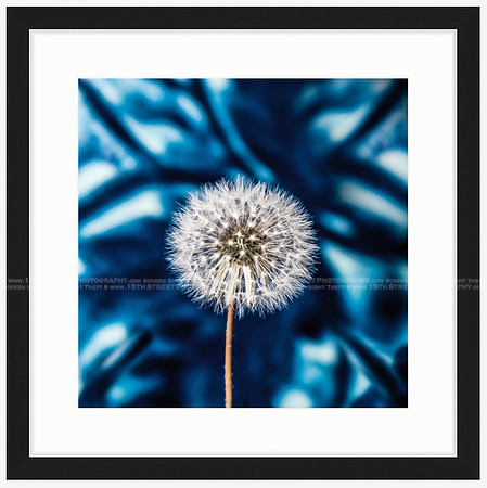 California Wall Fine Art Photo Print Artist Monica Kane Stewart