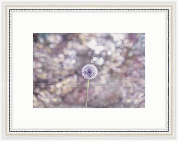 California Wall Fine Art Photo Print Artist Monica Kane Stewart