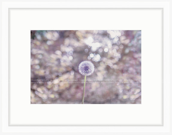 California Wall Fine Art Photo Print Artist Monica Kane Stewart