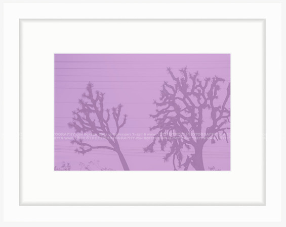 California Wall Fine Art Photo Print Artist Monica Kane Stewart