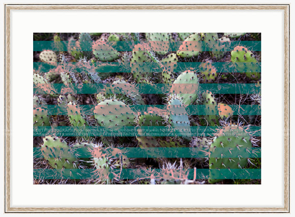 California Wall Fine Art Photo Print Artist Monica Kane Stewart