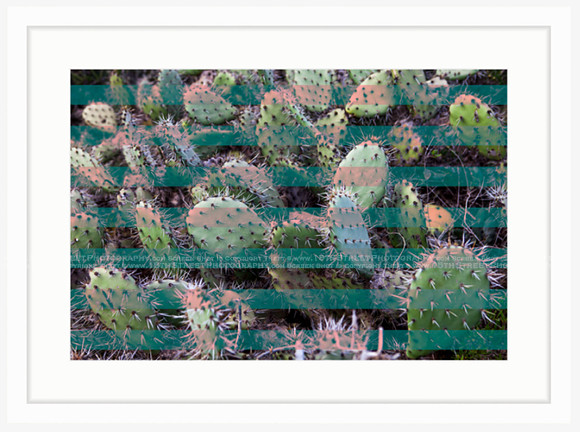 California Wall Fine Art Photo Print Artist Monica Kane Stewart