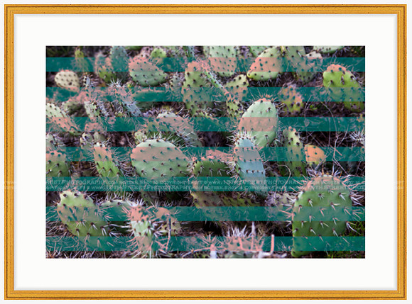 California Wall Fine Art Photo Print Artist Monica Kane Stewart