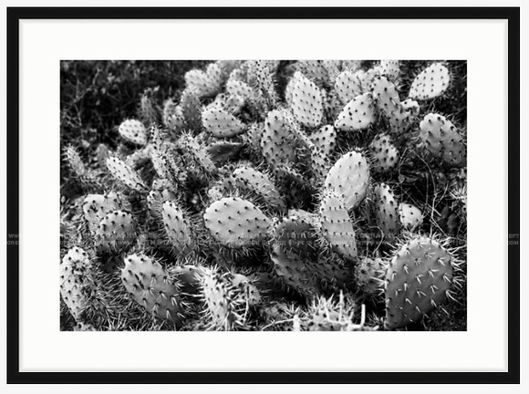 California Wall Fine Art Photo Print Artist Monica Kane Stewart