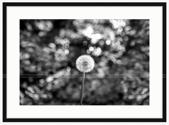 California Wall Fine Art Photo Print Artist Monica Kane Stewart