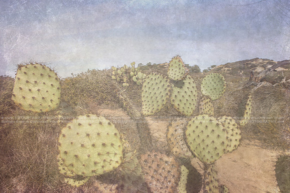 California Wall Fine Art Photo Print Artist Monica Kane Stewart