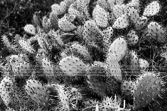 California Wall Fine Art Photo Print Artist Monica Kane Stewart